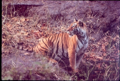 The Bengal Tiger