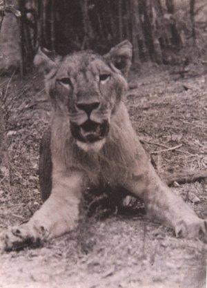 The Last Lions of India