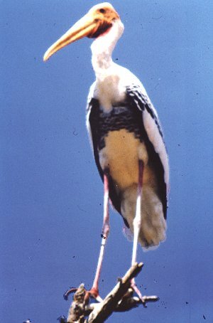 A Painted Stork