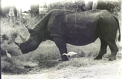 The Black Rhino