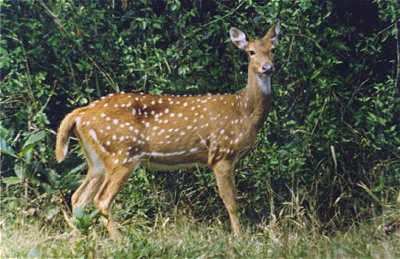 Deer at Bandipur