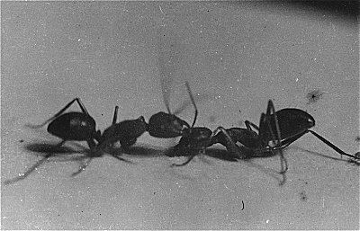 The Fighting Ants