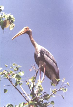 Painted Stork