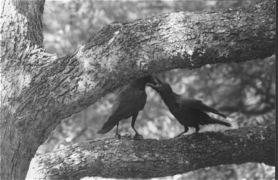 Indian Crows