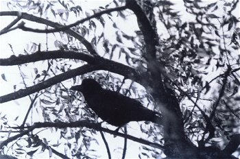 The Indian Crow 