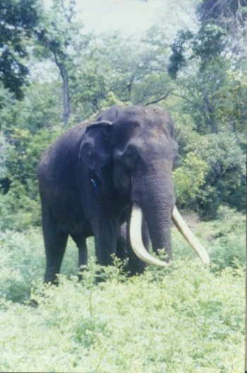 Indian Elephants 