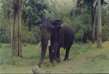 Elephants of India