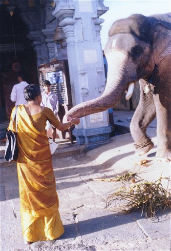 Devotee Feeds Elephant