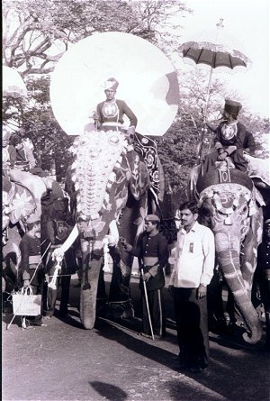 Elephants of Mysore Dasara 