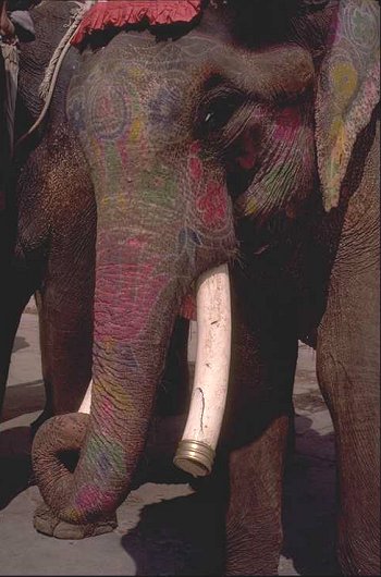 Indian Elephants 