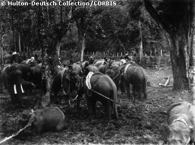 Elephants in a Khedda Captivity