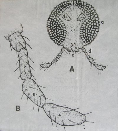 Kamat`s Insects