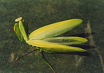 Praying Mantis 