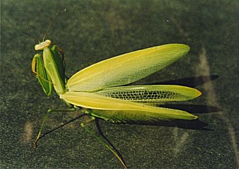 Praying Mantis 