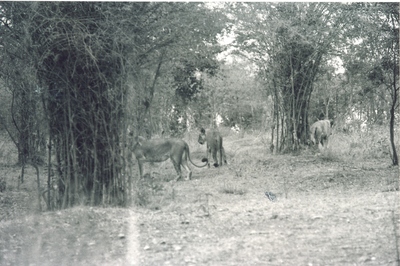 Bannerghatta Lion Safari