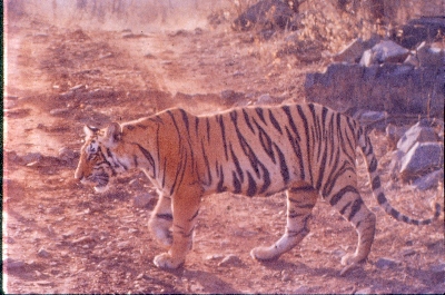 Tigers of India 