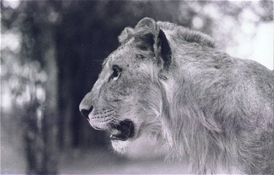 Asiatic Lion 