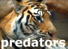 Indian Predators