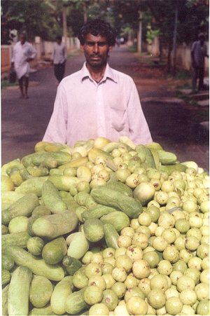 Street Vendors of India