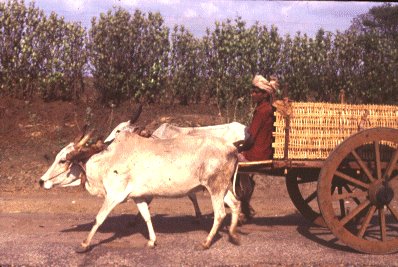 Bullock Cart  
