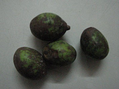 The Hog Plum 