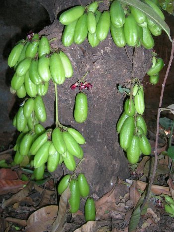 Bimbal Fruit