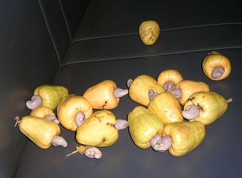 Cashews with their Nuts Intact