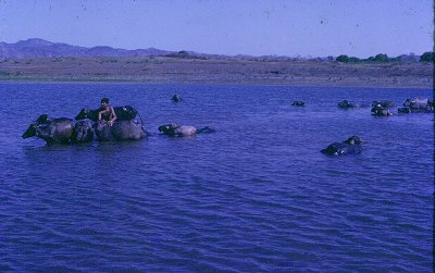 Rivers of India