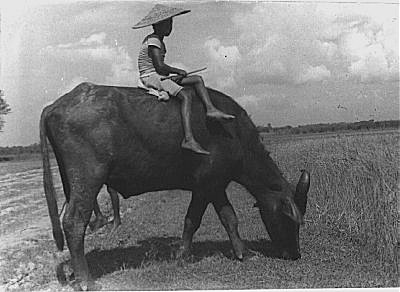 Boy riding water buffalo