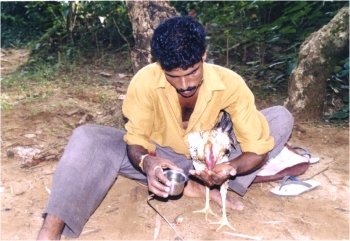 Kamat Goes to a Cock Fight  