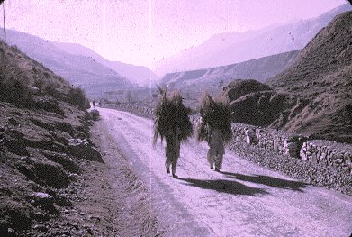 Himalayan Laborors Carrying Hay