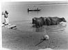 Man Bathes Buffaloes in Ganga River