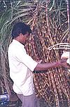 Sugar-cane Vendor