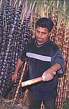 Man Prunes a Sugarcane