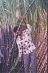 Pruning of a Sugar-cane