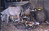 Donkeys Eating Trash