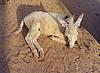 The Sunbathing Calf