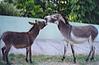 Donkeys on a Bangalore Street