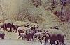 Herd of Wild Elephants Visiting a Water Point