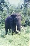 Indian Elephants