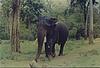 A Domesticated Elephant
