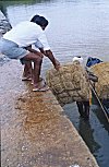 At the  Weekly Coir Market