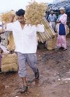 At the  Weekly Coir Market