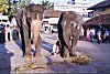 Temple elephants, Udupi
