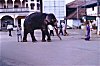 The Elephant Walk