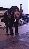 A Temple Elephant in Udupi