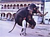 An Elephant Performing Tricks