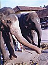Temple Elephants