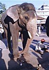 Temple Elephant, Udupi