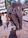 A Temple Elephant